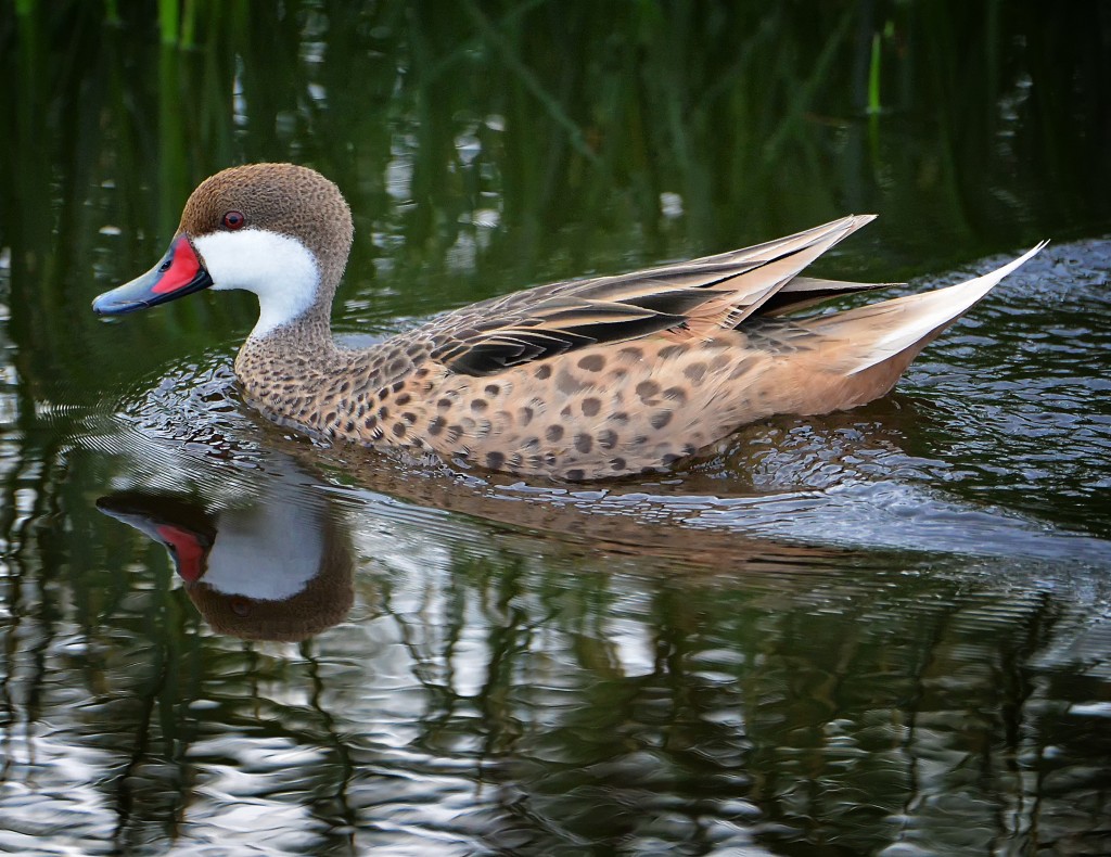 White-cheeked pintail, Antigua, by Ted Lee Eubanks