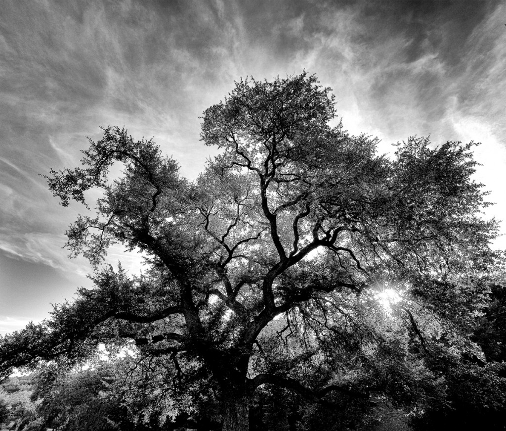 Custer's Meadow, Shoal Creek, Austin, Texas by Ted Lee Eubanks