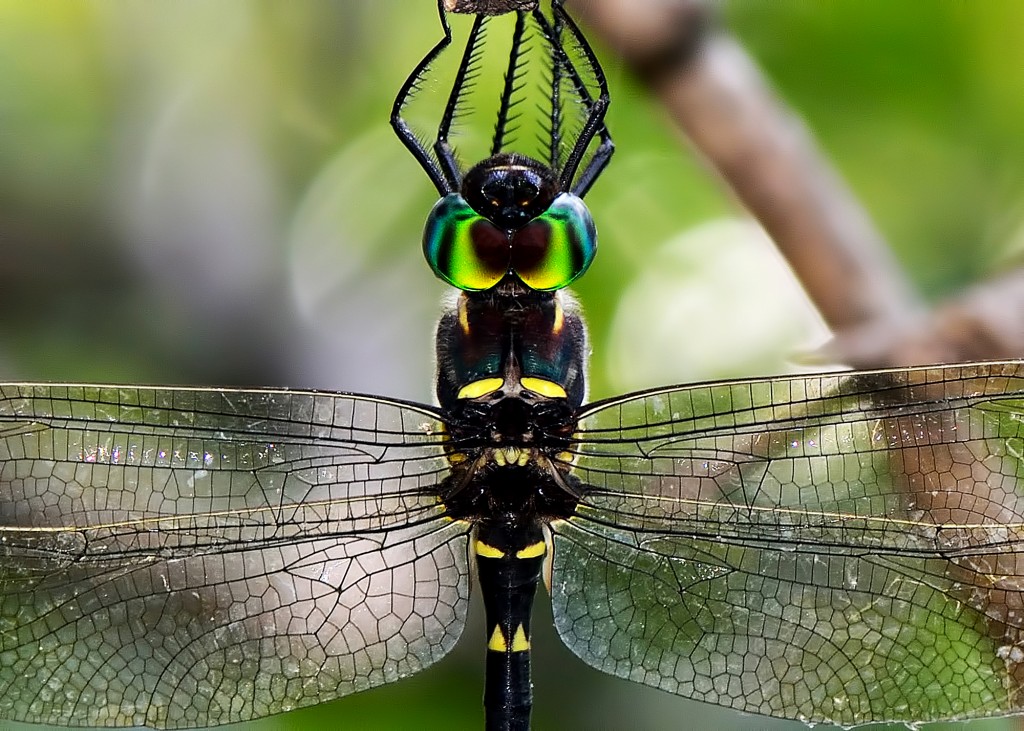 Eyes of a royal river cruiser (Macromia taeniolata), Austin, Texas, by Ted Lee Eubanks