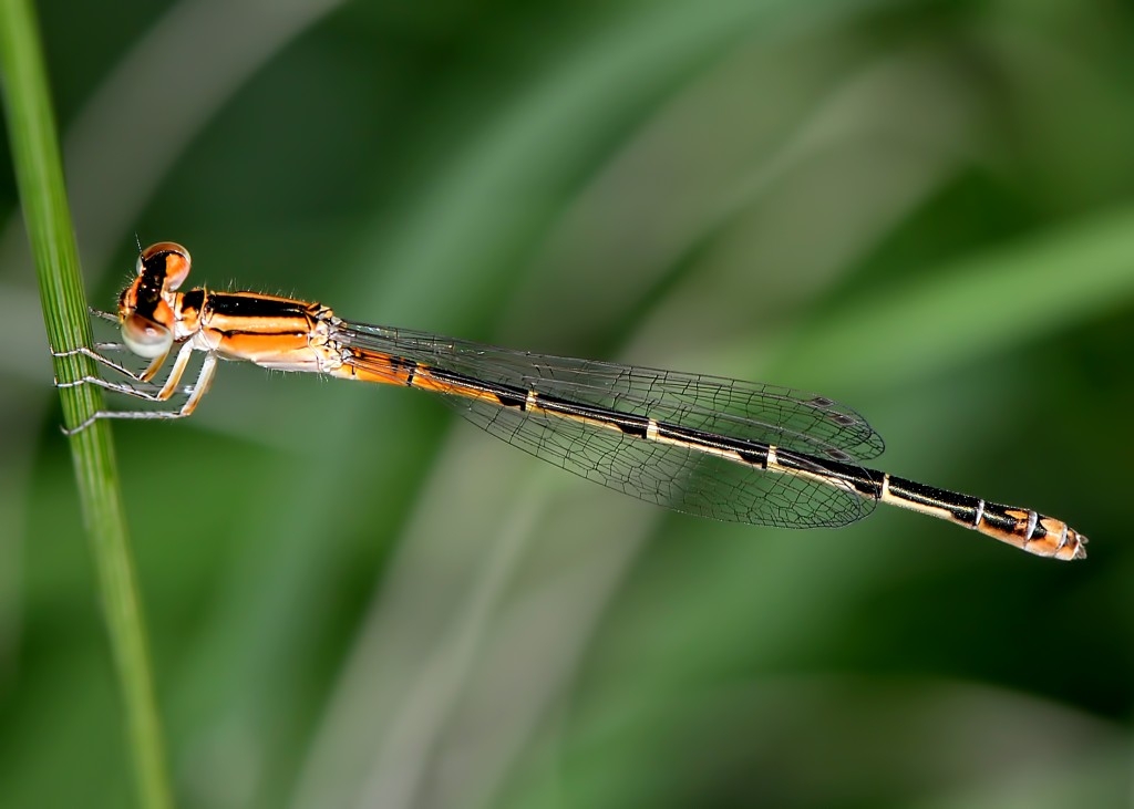 Mexican forktail (Ischnura demorsa), Presidio County, Texas, by Ted Lee Eubanks