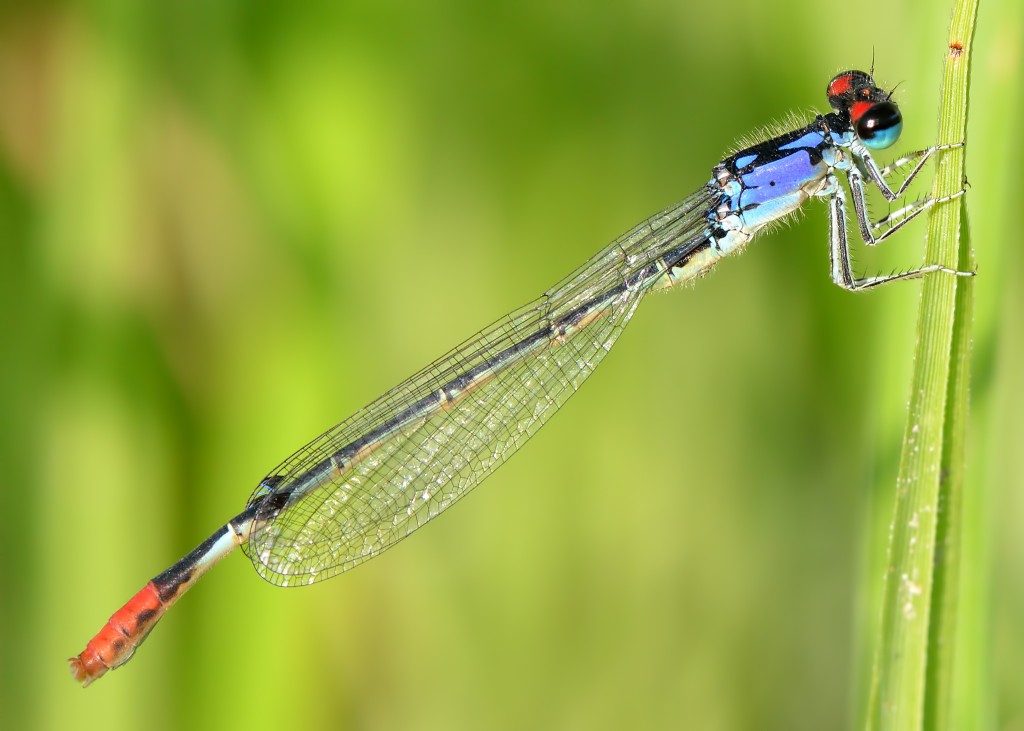 Painted damsel (Hesperagrion heterodoxum), Presidio County, Texas, by Ted Lee Eubanks 