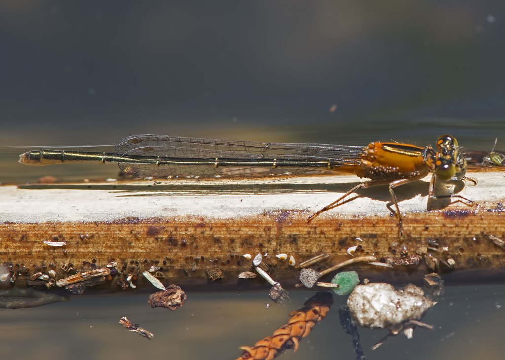 Rambur's forktail (Ischnura ramburii), Austin, Texas, by Ted Lee Eubanks