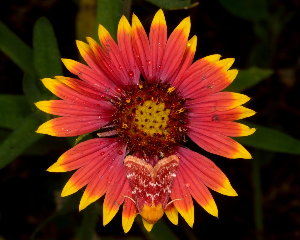 Indian blanket moth (Schinia volupia), Colorado River, Austin, Texas, by Ted Lee Eubanks