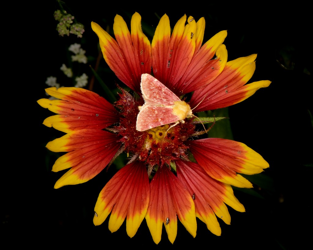 Indian blanket moth (Schinia volupia), Austin, Texas, by Ted Lee Eubanks