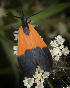 Black-and-yellow lichen moth (Lycomorpha pholus)