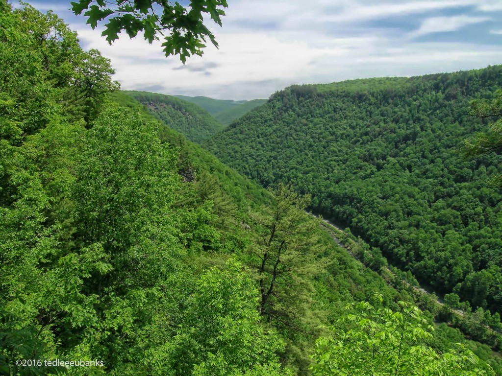 A century ago, lumbering, followed by wild fire, completed denuded this forest. Pine Creek Gorge, Pennsylvania