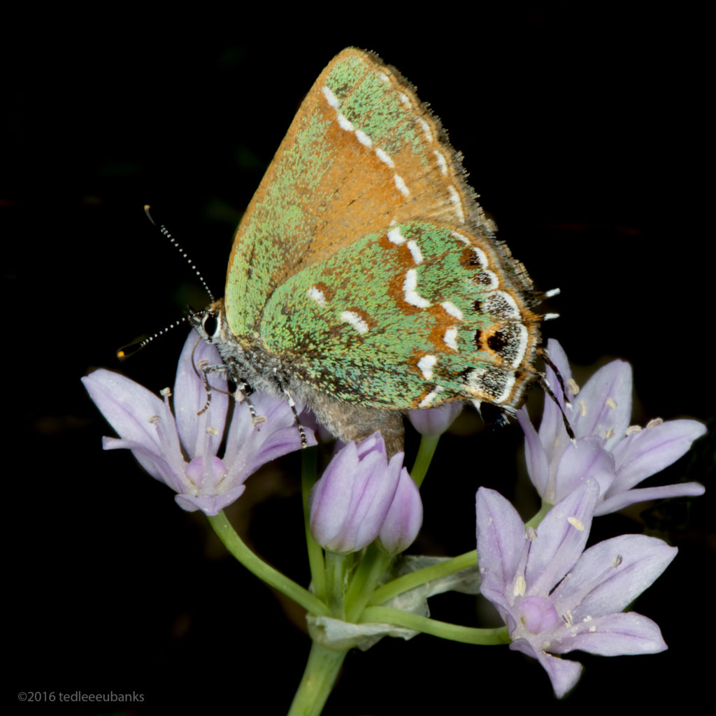 Juniper hairstreak (Callophrys gryneus), feeding on Drummond's wild onion (Allium drummondii)