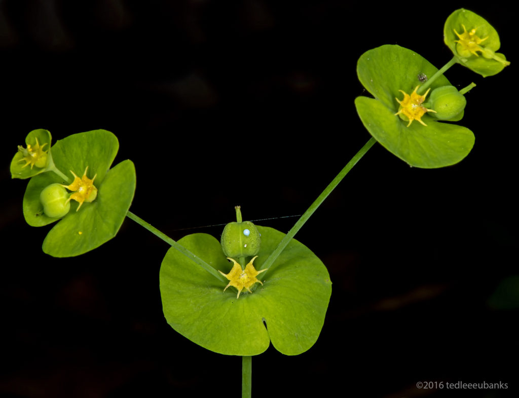 Roemer's spurge (Euphorbia roemeriana), found only within a few counties in the Texas Hill Country