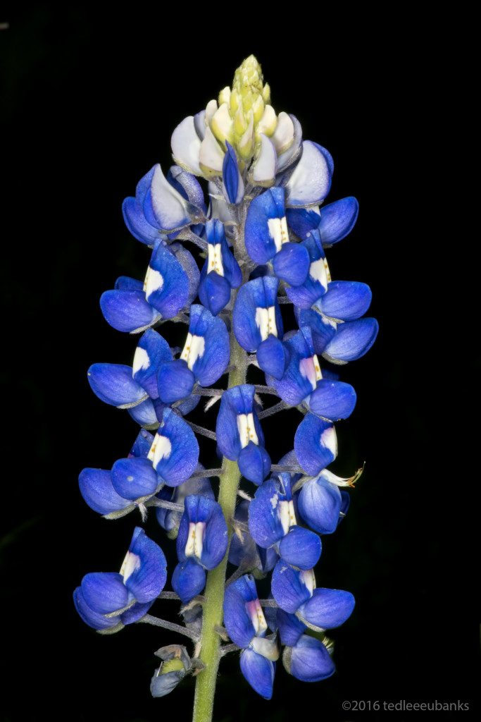 Texas bluebonnet (Lupinus texensis) by Ted Lee Eubanks
