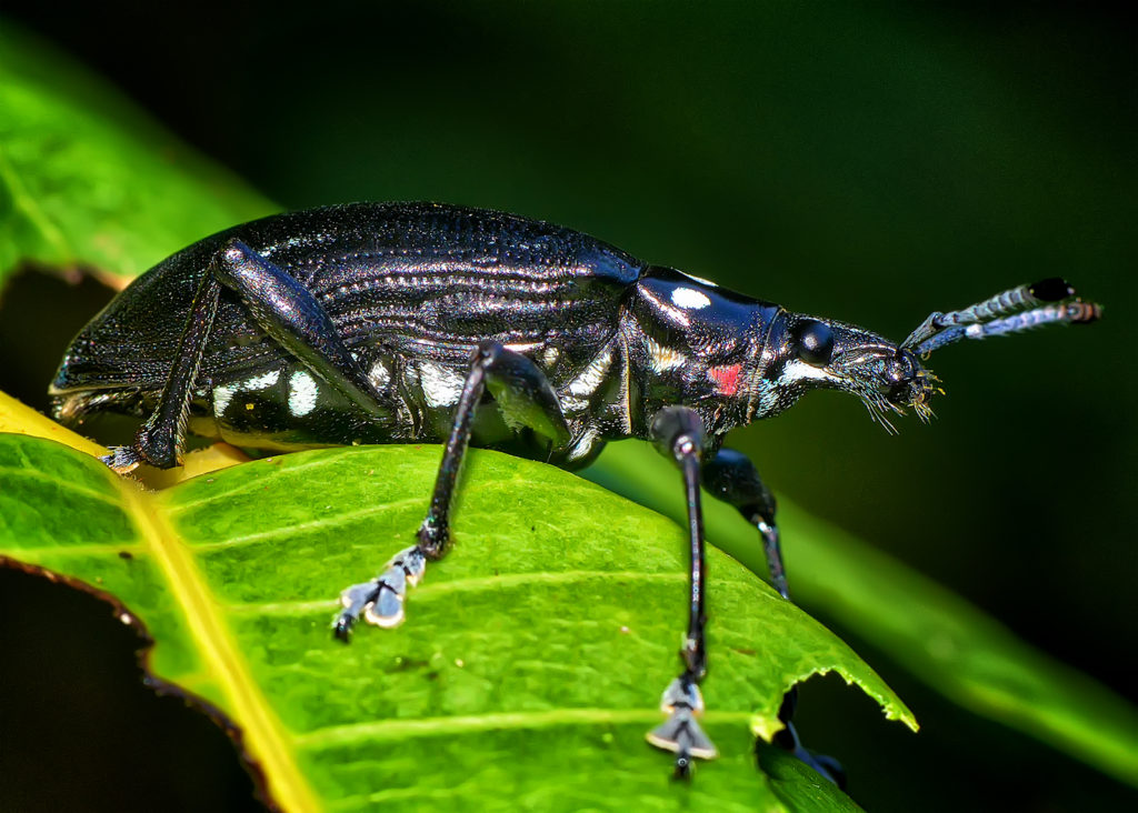 Jamaican weevil (Lachnopus sp.) by Ted Lee Eubanks